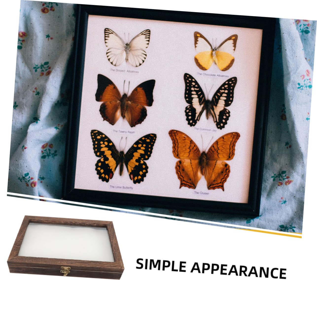 Vitrine pour Spécimens en Bois et Acrylique, Boîte de Présentation Rétro à Grosse Capacité, Cadre Boîte à Ombre Transparent et Anti-humidité pour Collection Style Aléatoire