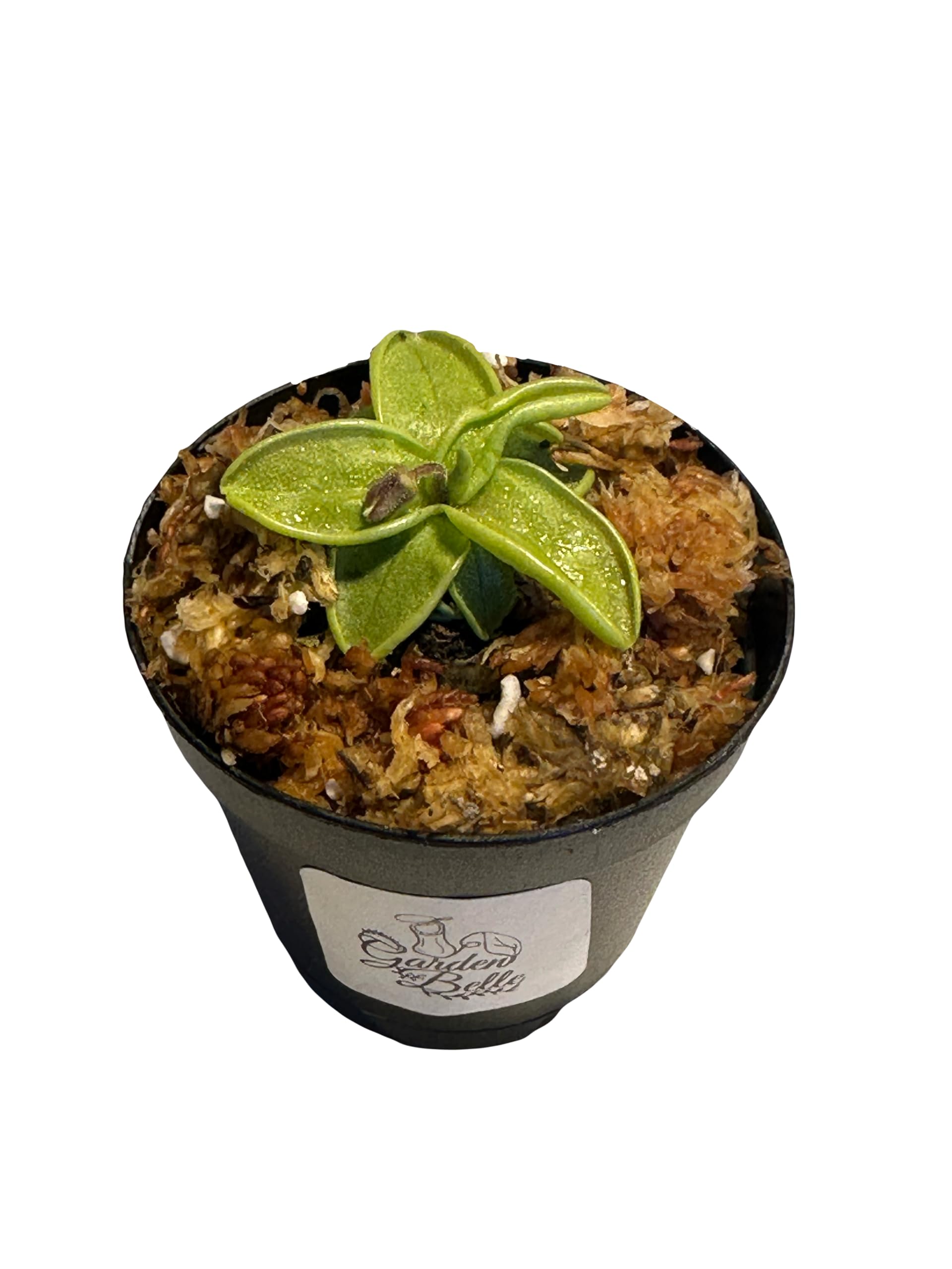 Butterwort Pinguicula 2-inch Pot