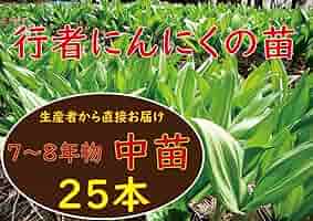 Amazon.co.jp: 行者ニンニク 78年物 中球根苗 25 株 : DIY・工具
