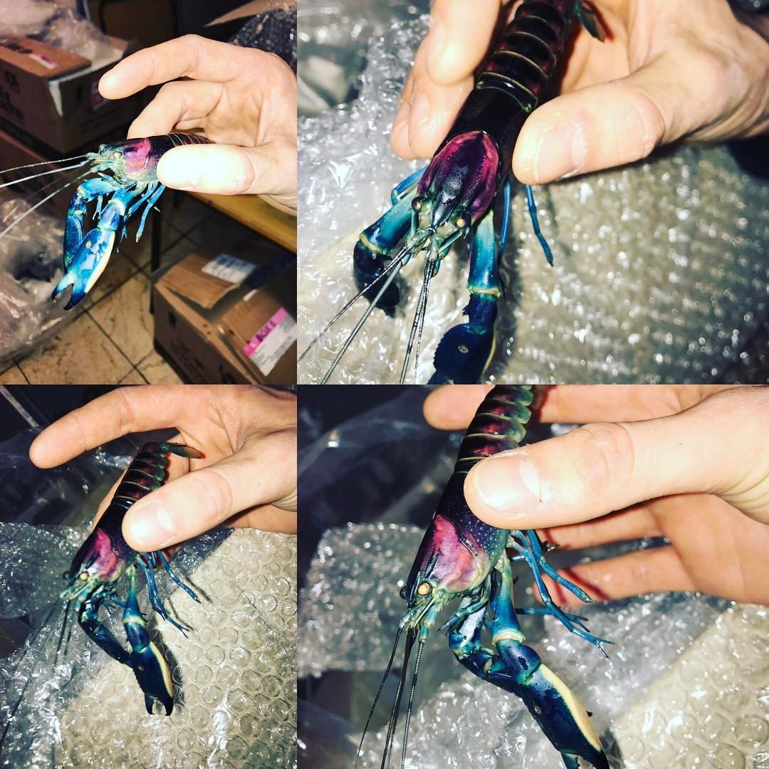 Blau-Rosa Krebs - Cherax pulcher - Wunderschöner Aquarienkrebs für Aquarium