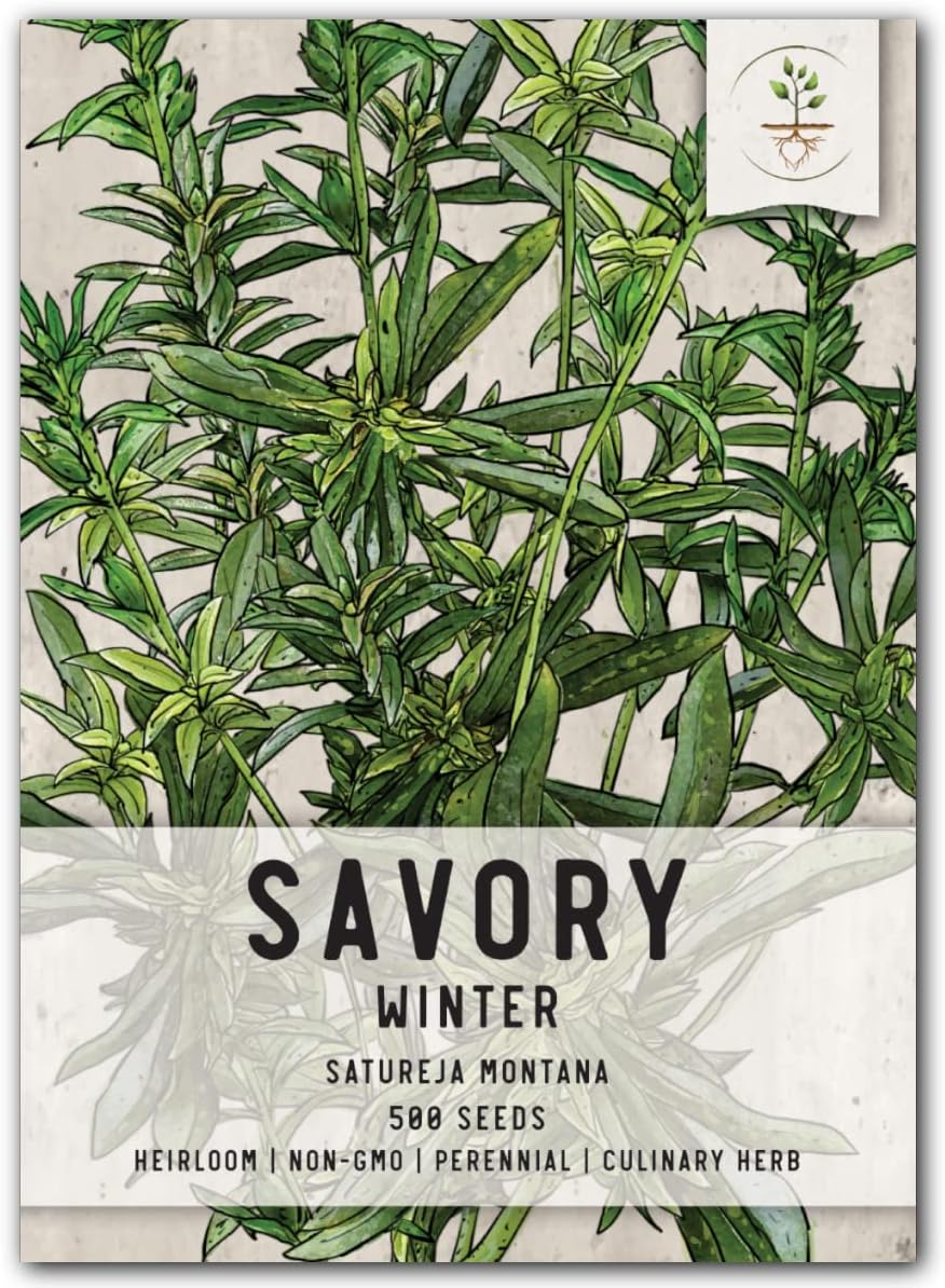 , Winter Savory Seeds - 50 Heirloom Seeds for Planting Satureja montana - Non-GMO & Untreated (1 Pack)