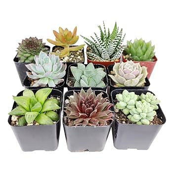 Succulents SucculentsII 2冊セット Succulents SucculentsII 2冊セット Succulents SucculentsII 2