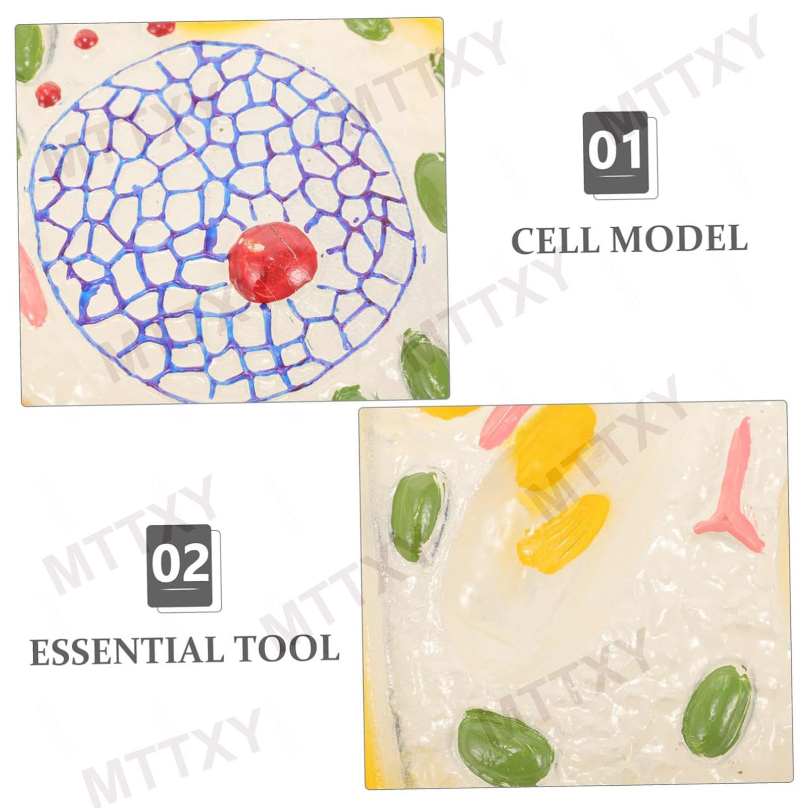 Modello anatomico della cellula vegetale, esemplari microscopici, struttura cellulare vegetale; materiale didattico biologia in scala ampliata per l'educazione secondaria