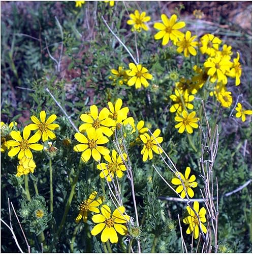 Miniatura 4 de Everwilde Farms - 40 semillas de flores silvestres nativas de Prairie Coreopsis - Paquete de semillas jumbo Gold Vault