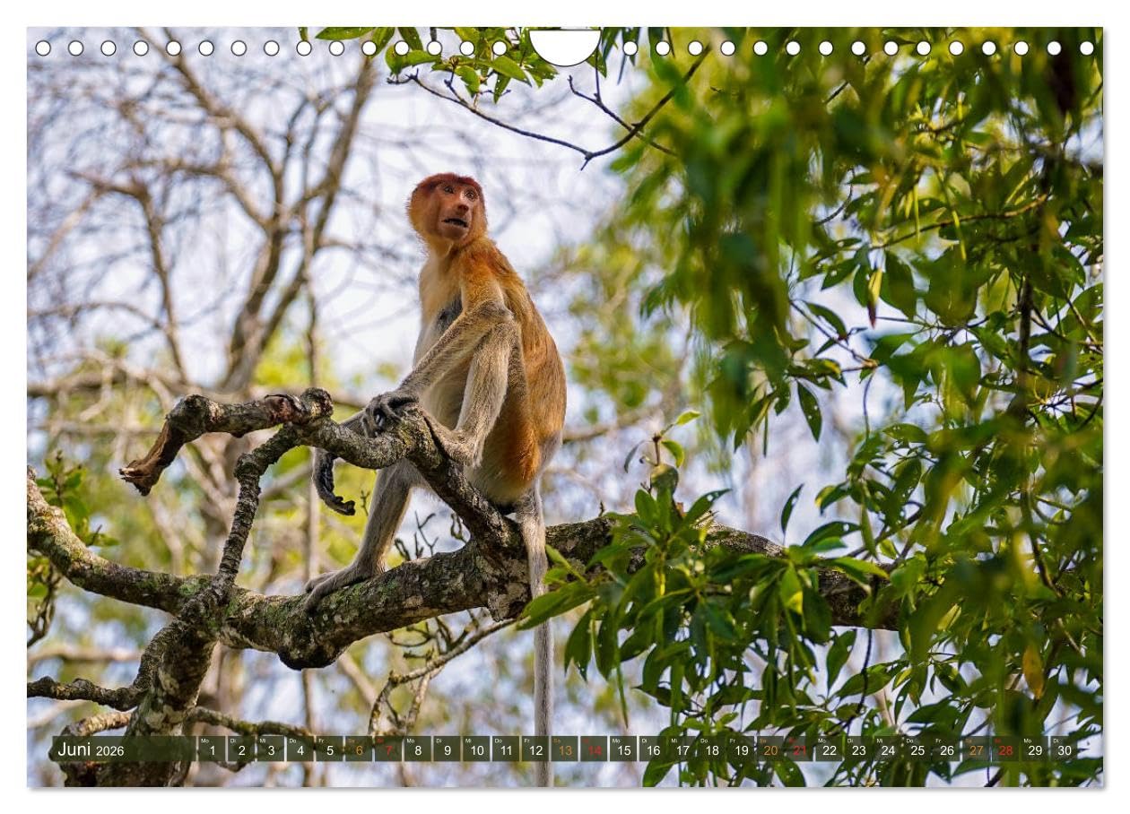 Nasenaffen von Borneo (Wandkalender 2026 DIN A4 quer), CALVENDO Monatskalender: Das aufregende Leben der Nasenaffen in Borneo (CALVENDO Tiere)