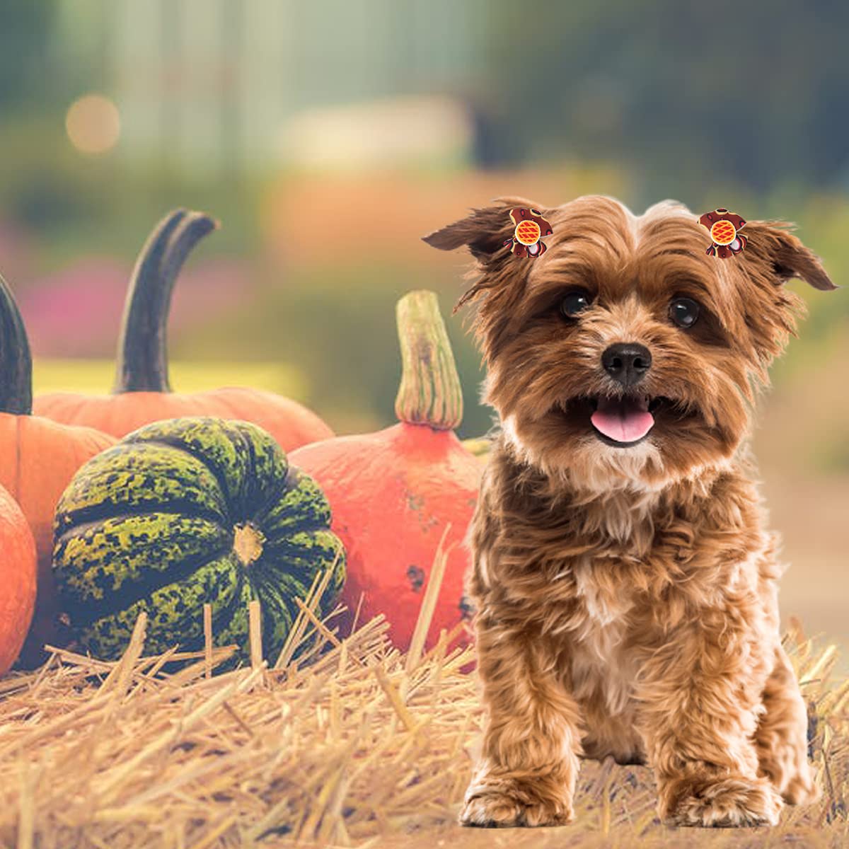 Fiocchi per capelli per cani Petunny per il Ringraziamento, 30 fiocchi per cani autunnali con elastici in gomma, accessori per capelli per cani e gatti (colore casuale)
