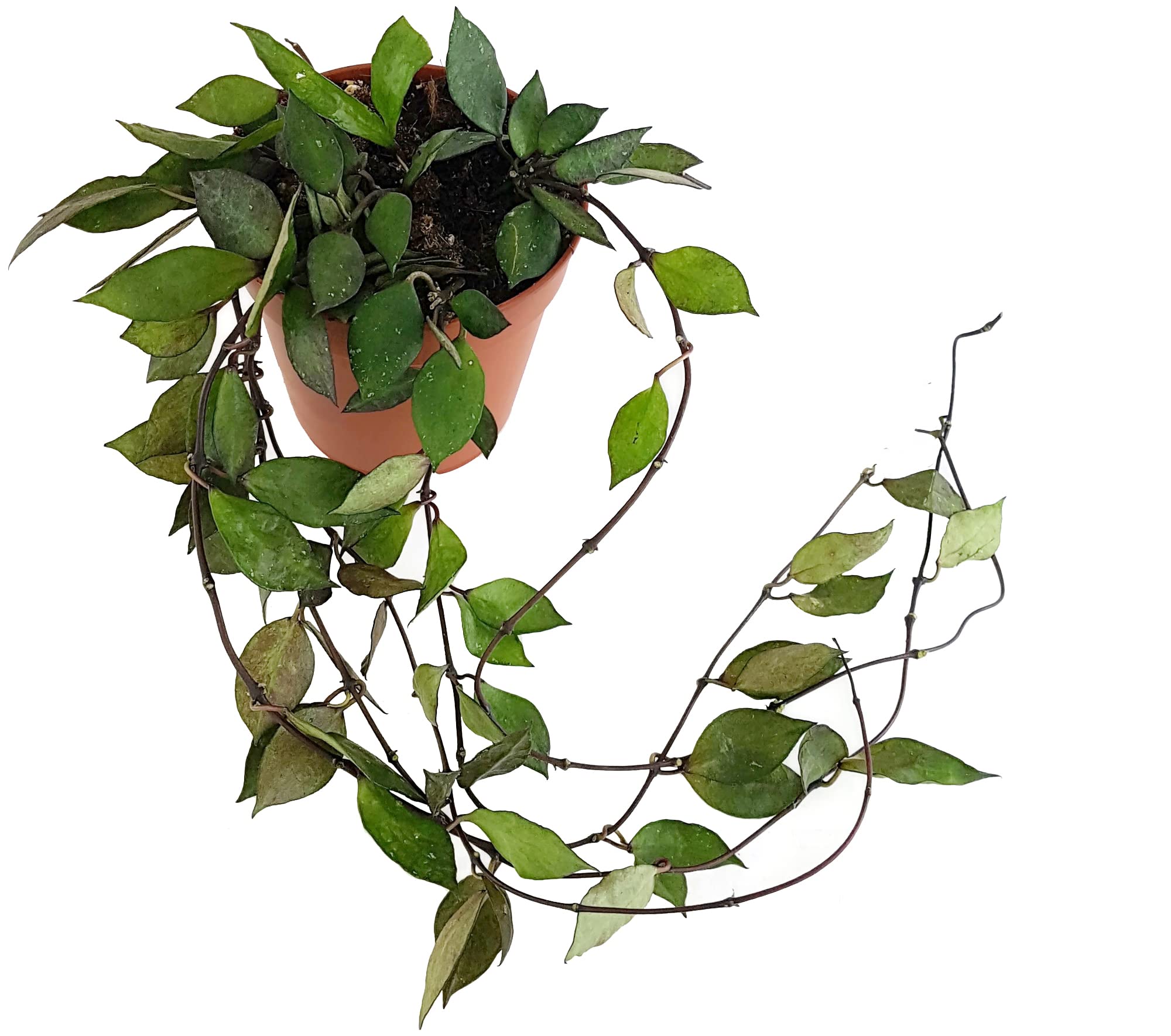 Hoya krohniana Black Leaves - Porzellanblume mit dunklen Blättern - blühfreudige Wachblume - seltene Zimmerpflanze