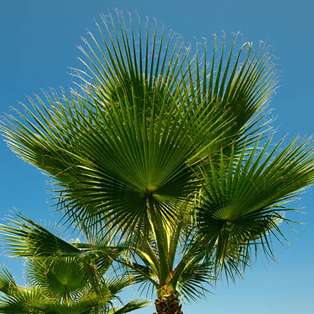 You Garden - 1 x Cotton Palm Tree (Washingtonia) 75-90cm in 17cm Pot, Exotic Palm Trees for UK Gardens