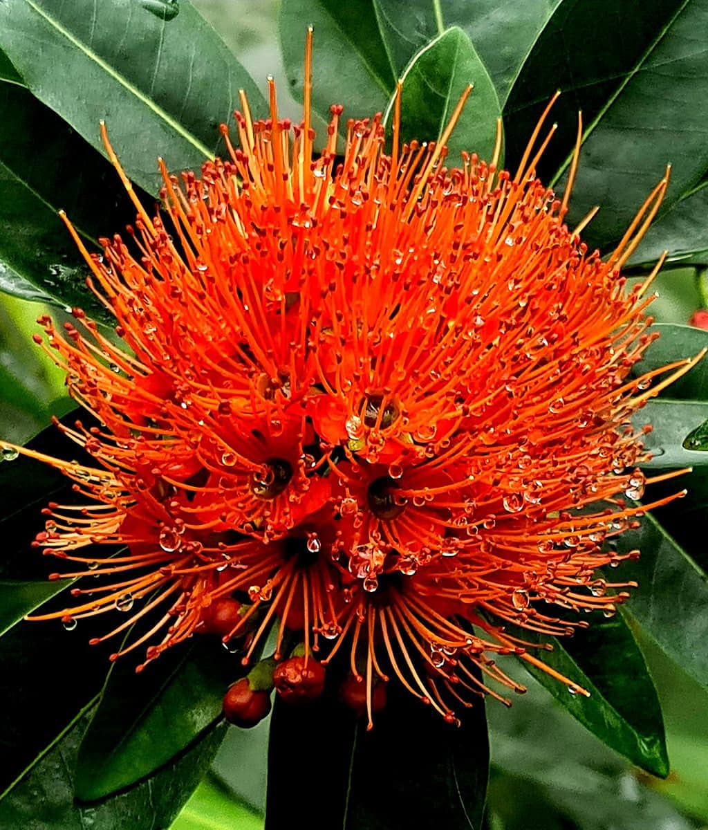 First love plant live, live plant for first love (pack of 1) (B0CWRDHBPB) Amazon Price History, Amazon Price Tracker