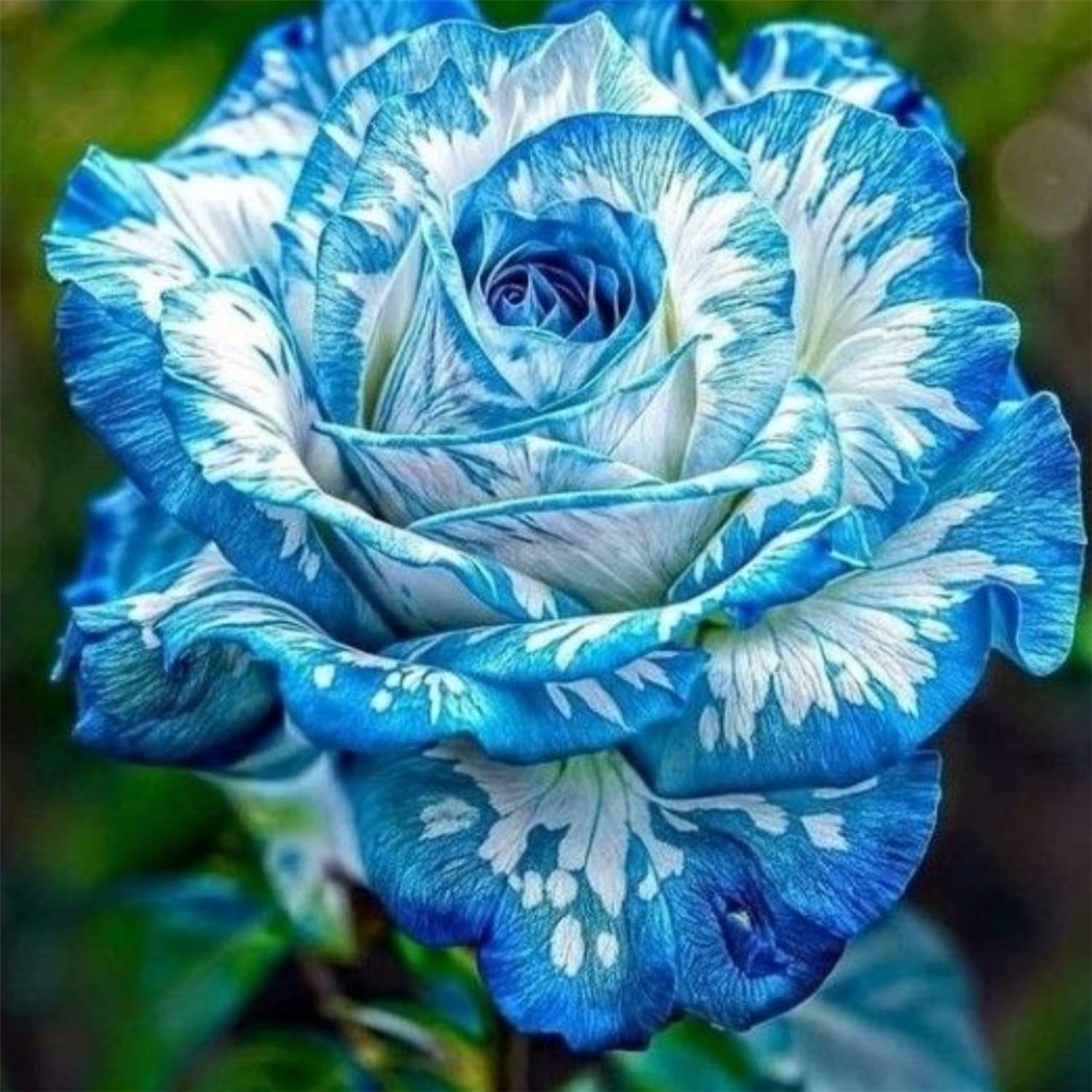Fragrant Rose - Hardy and Easy-Care Perennial - Fragrant - Suitable for Outdoor Planting and Pot Cultivation/Professional Planting for Stunning Garden Displays-1 Root-I