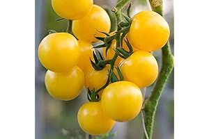 Wholesale Currant Yellow Cherry Tomato Seeds High Yield Drought Hardy - 250 mg Packet