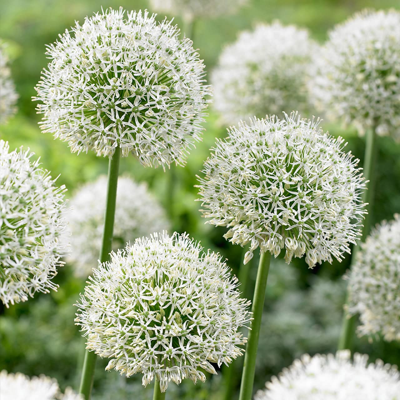 Allium Mont.Blanc 18/20cm Flowering Bulb X4,Garden Flowers,Easy to Grow Your Own,Outdoor Garden Flower Plants 4X Bulbs