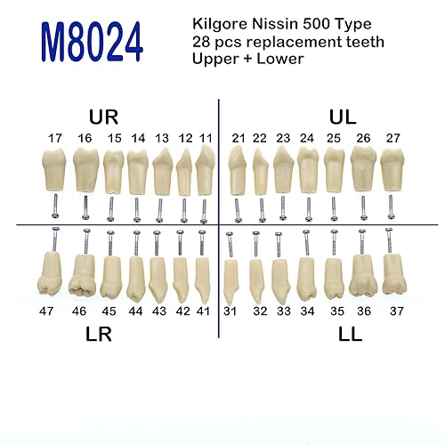 Miniatura 7 de 32 piezas de dientes Typodont extraíbles para dientes Typodont modelo compatible con Kilgore Nissin práctica dental y enseñanza (28 dientes)
