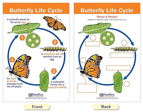 Miniatura 2 de NewPath Learning 94-1504 - Tableros de anuncios de los ciclos de la vida (8 unidades)