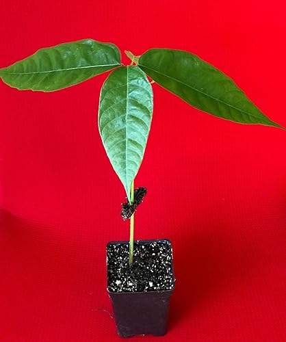 Miniatura 2 de Nueva y saludable planta en maceta de árbol de frutas tropicales de chocolate y cacao de Theobroma rojo de 10-13 pulgadas