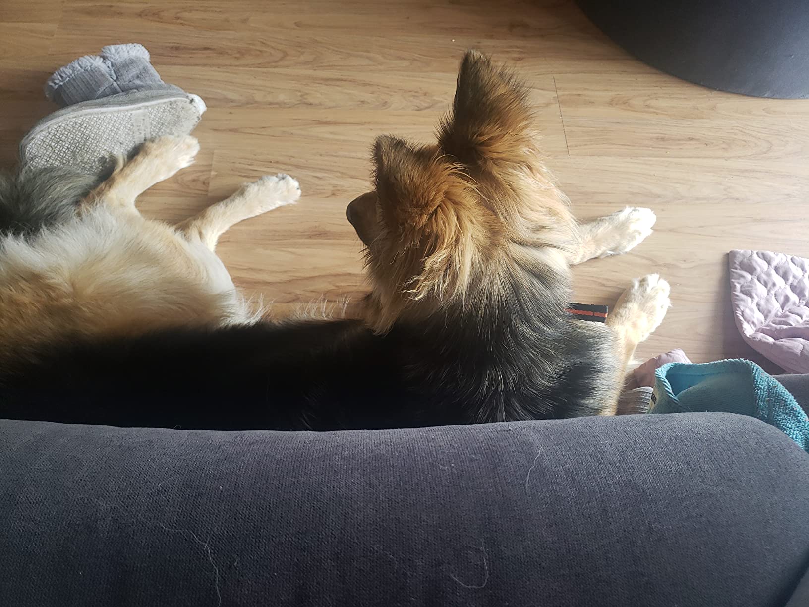 MAISOIE Dog Training Collar, IPX7 Waterproof Shock Collar with Remote