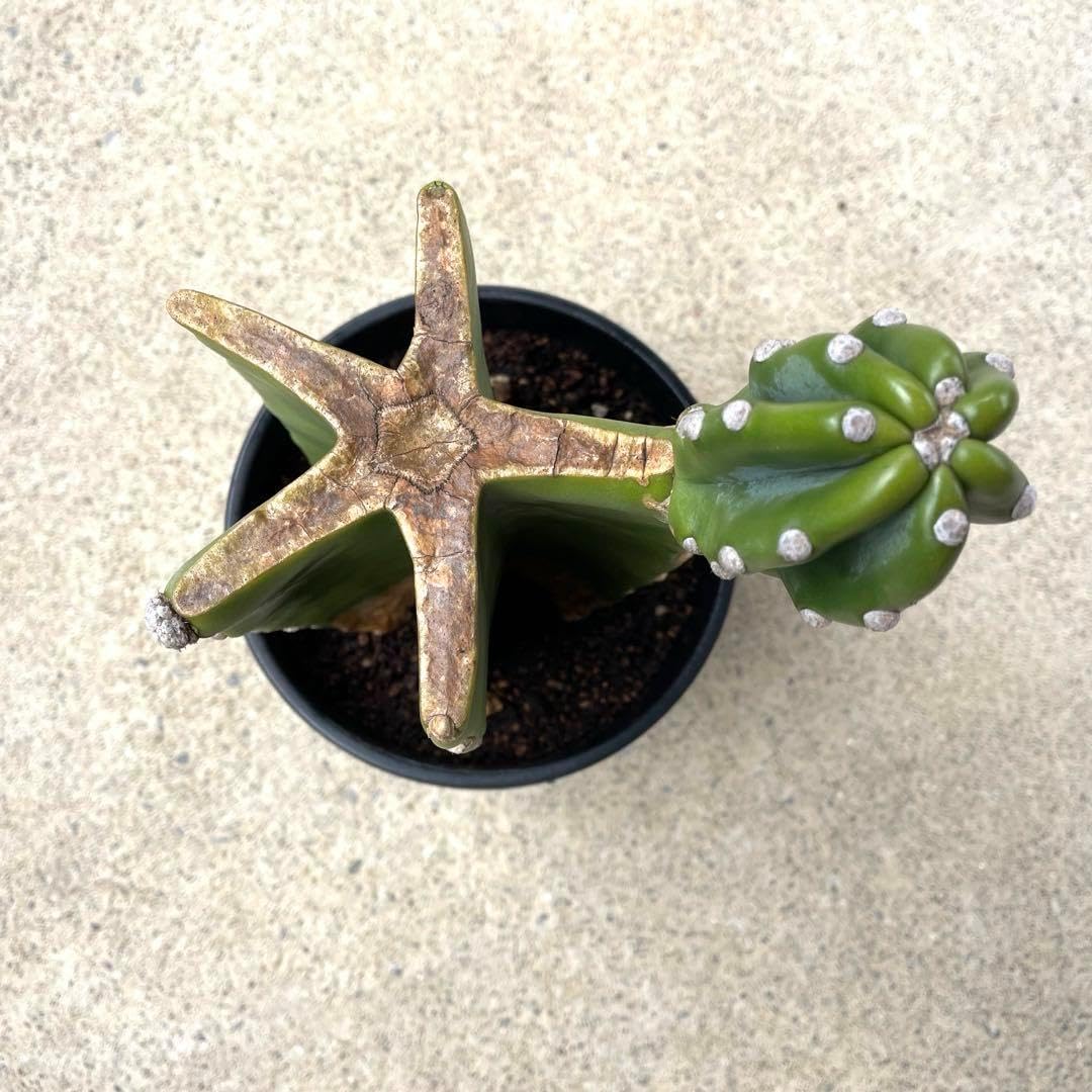 鉢植え・送料込】柱サボテン ヌーダム (トゲ無し) ブランチ 沖縄育ち