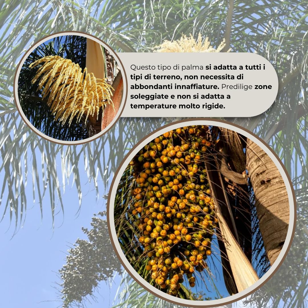 Cocos Plumosa Palma di Cocco, H 2,50 MT | Pianta Tropicale, Sudamerica, Palma da Frutto, Sempreverde, Pianta Reale
