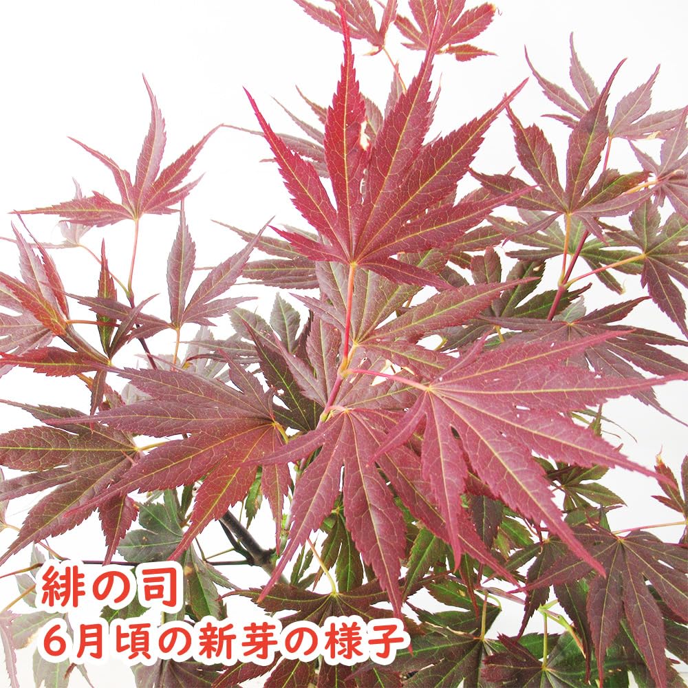 Amazon.co.jp: モミジ 苗木 【 11．緋の司 】 12cmロングポット 樹高約