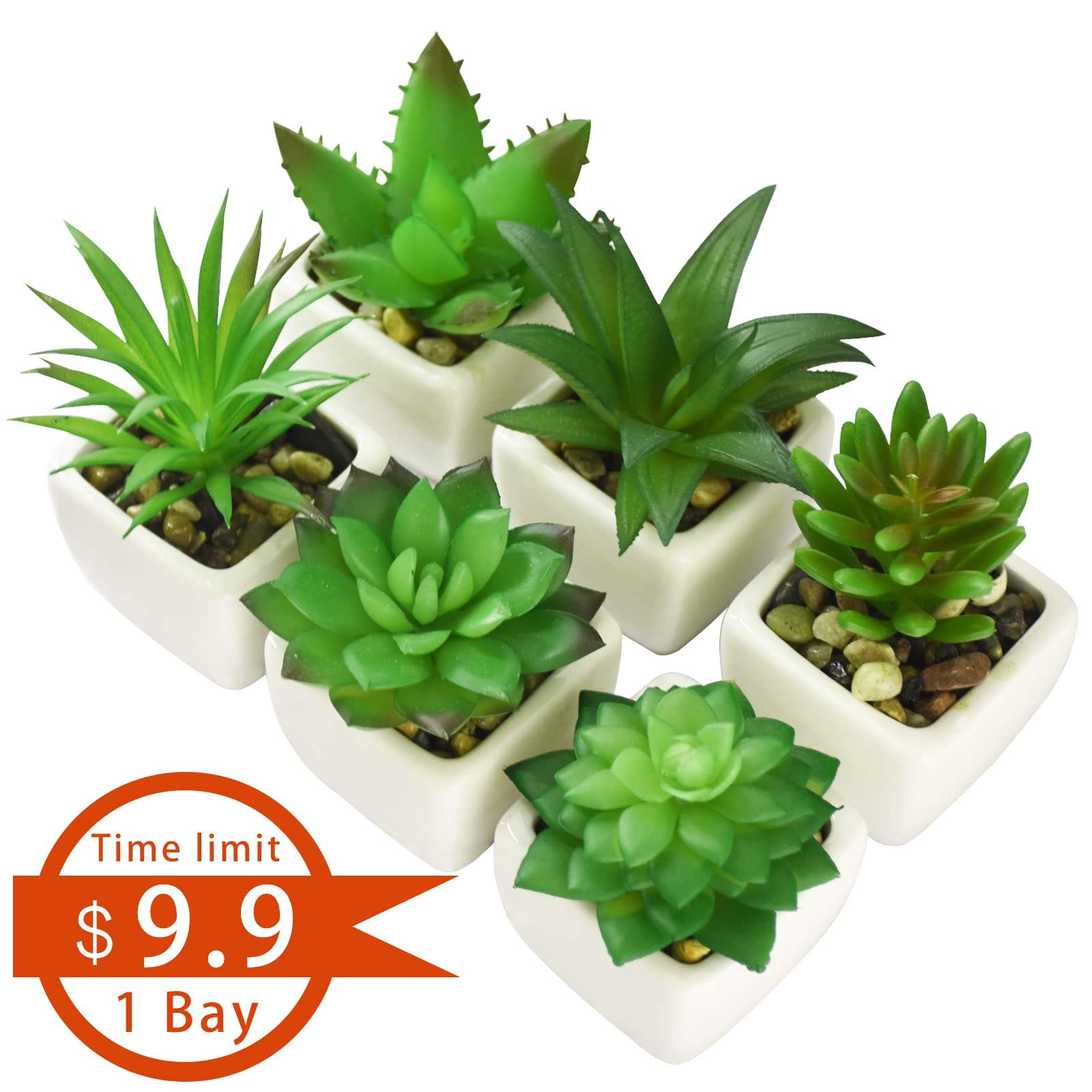 多肉植物　6点　まとめ出品 489:Echeveria subcorymbosa ,Juxtlahuaca(エケベリア