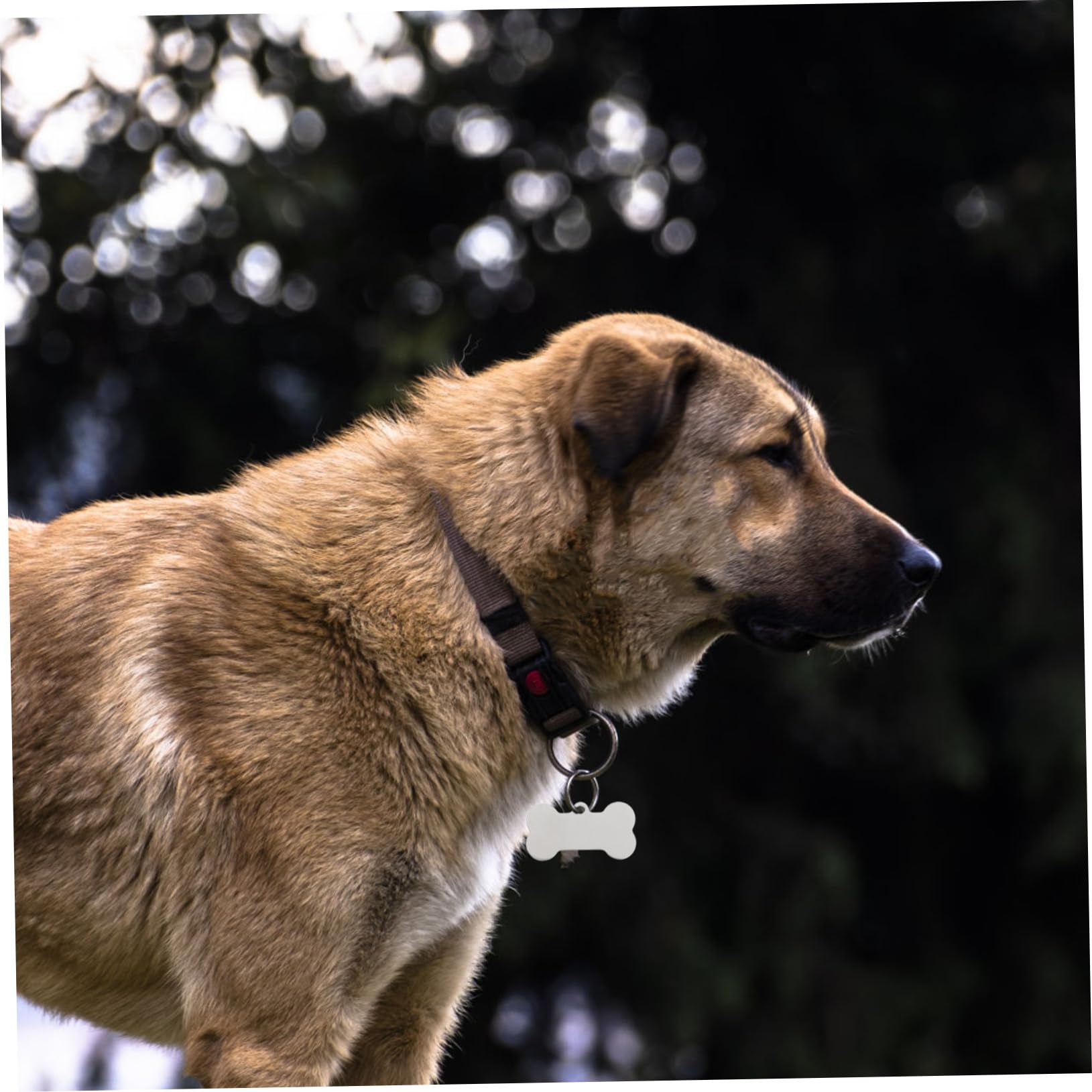 25pezzi Targhette Identificative Per Animali in Acciaio Inossidabile Forma Di Osso Incisibili Resistenti Per Cani e Gatti Marcatori Per Nomi