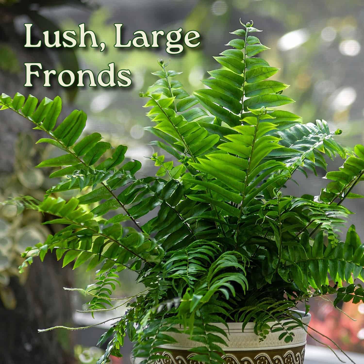 Macho Fern Plant - Live Sword Fern - Easy Care Plant - 14" to 18" Overall Height - 1 Gallon Planter - Tropical Plants of Florida