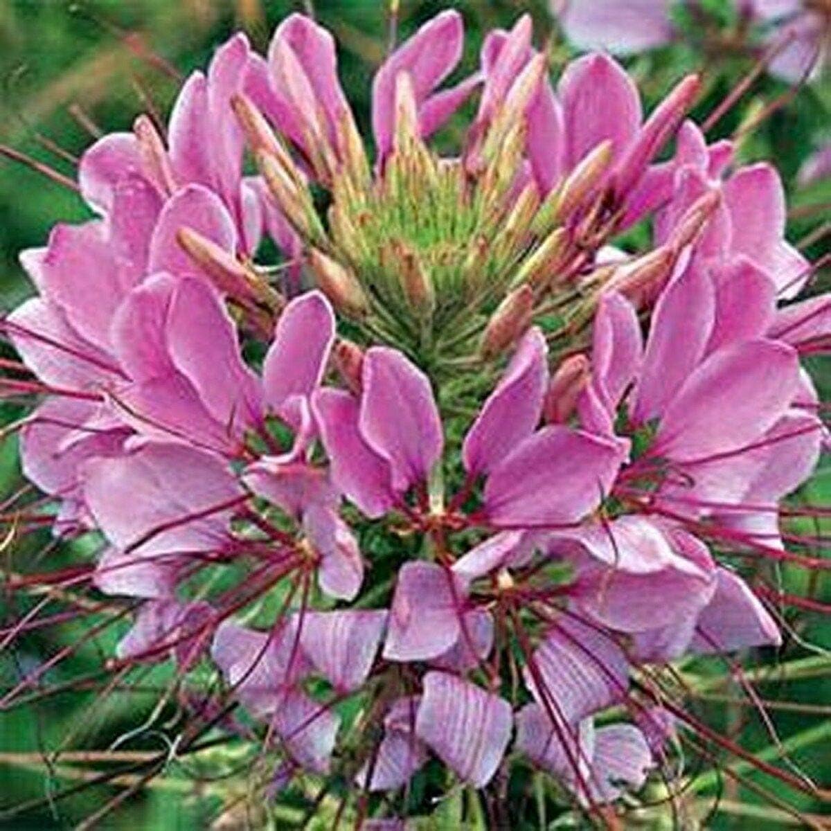 Cleome (Hassleriana)- Violet Queen- 100 Seeds