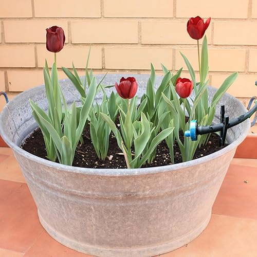 Miniatura 4 de 200 estacas de apoyo de goteo de riego de 1/8-1/4 pulgadas, manguera universal de tubería para jardines, flores, plantas, verduras