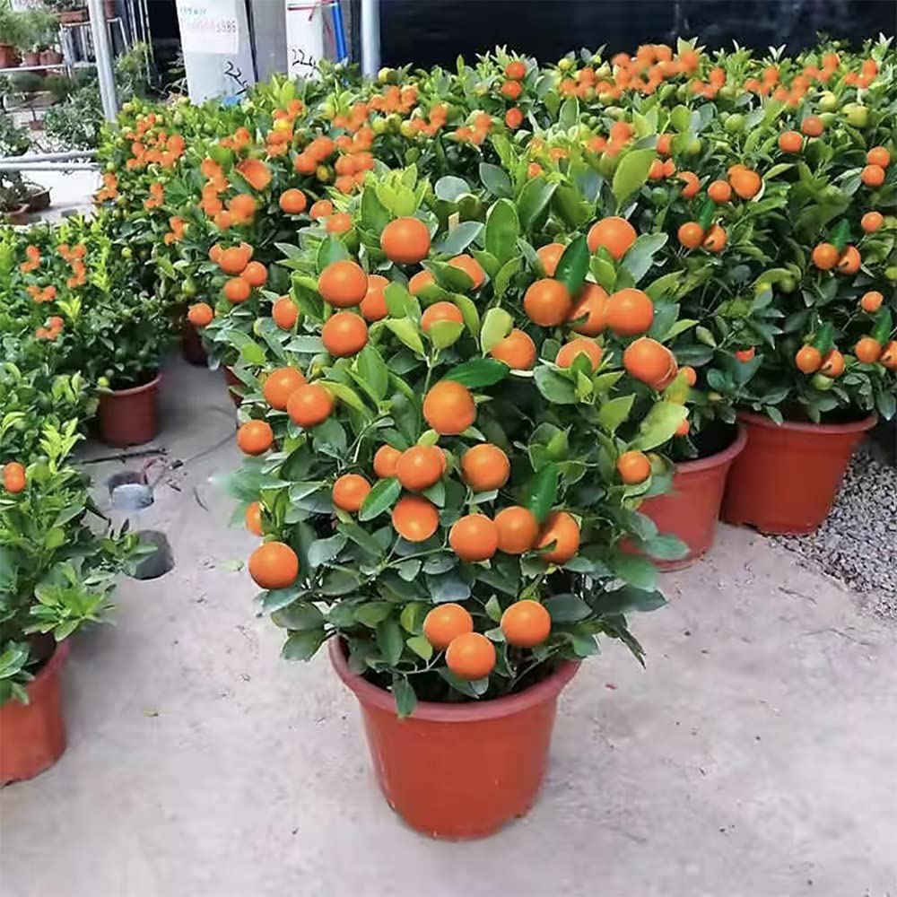 Amazon.com : 30 pcs Dwarf Bonsai Orange Tree Seeds for Planting : Patio,  Lawn & Garden