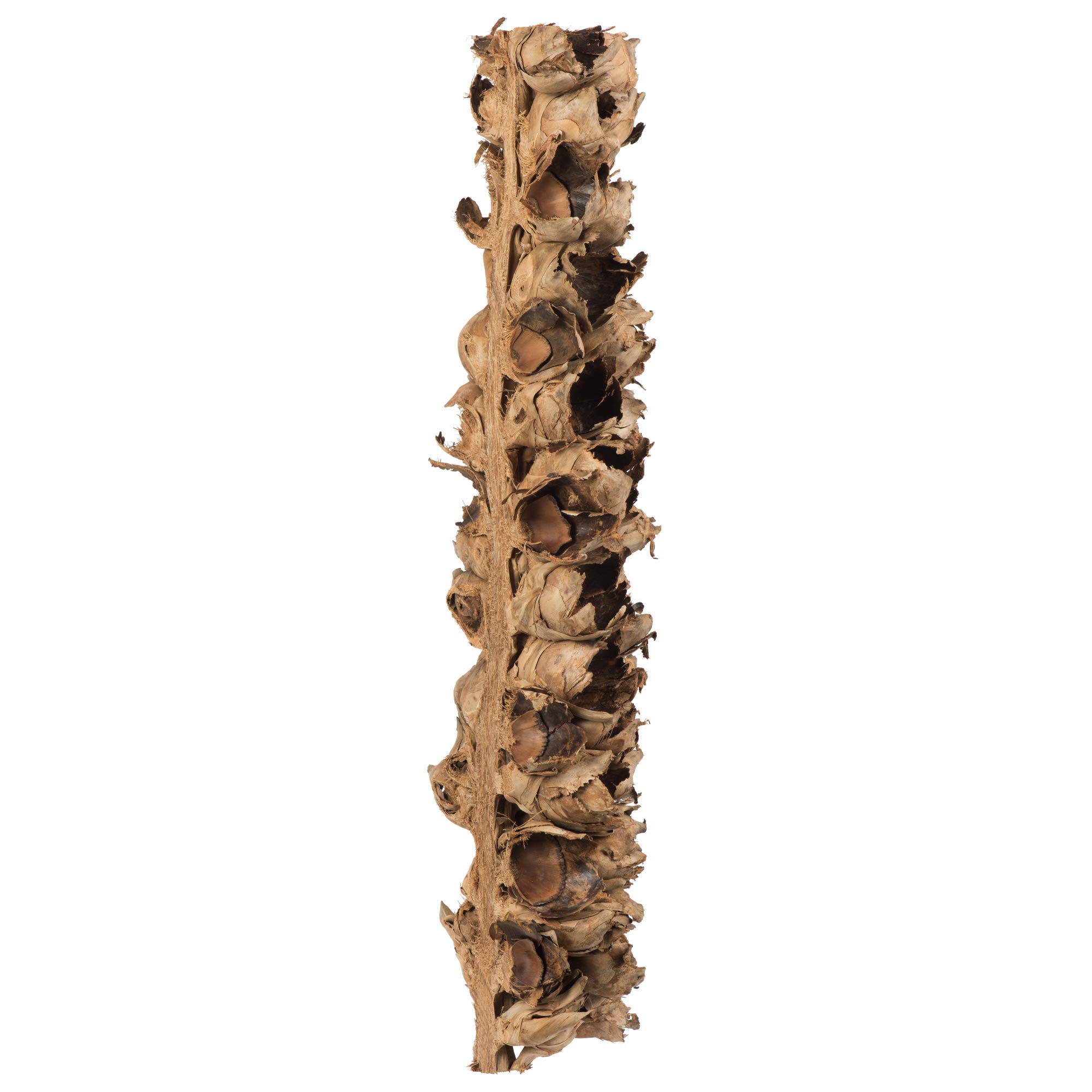 Fogged Expanse Seed Pods Amazon.com: Vickerman Natural Giant Seed Pod Half  26" Height, Real Preserved Seed Pod Decor for Home or Everyday Arrangements  : Home & Kitchen