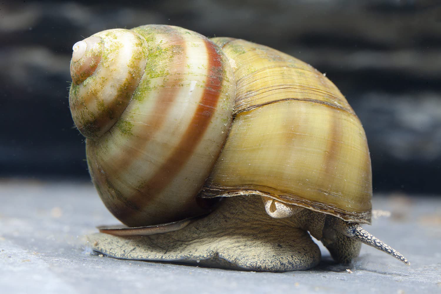 Estanque kreidezeit Tapa Caracol, 10 St.. + 1 NH toxex – Balón de fútbol (hilos) algas y hojas fresser/gesundheitspoilzei en el jardín estanque.