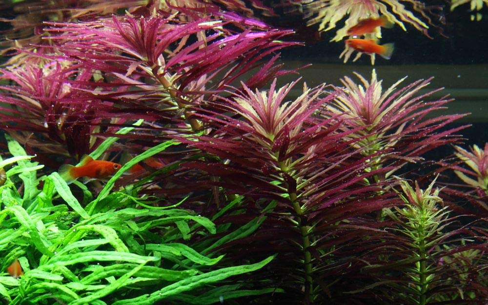 Tropica Zestaw maxi dla początkujących, 10 doniczek, zestaw roślin akwariowych, nr 36, rośliny wodne, akwarium