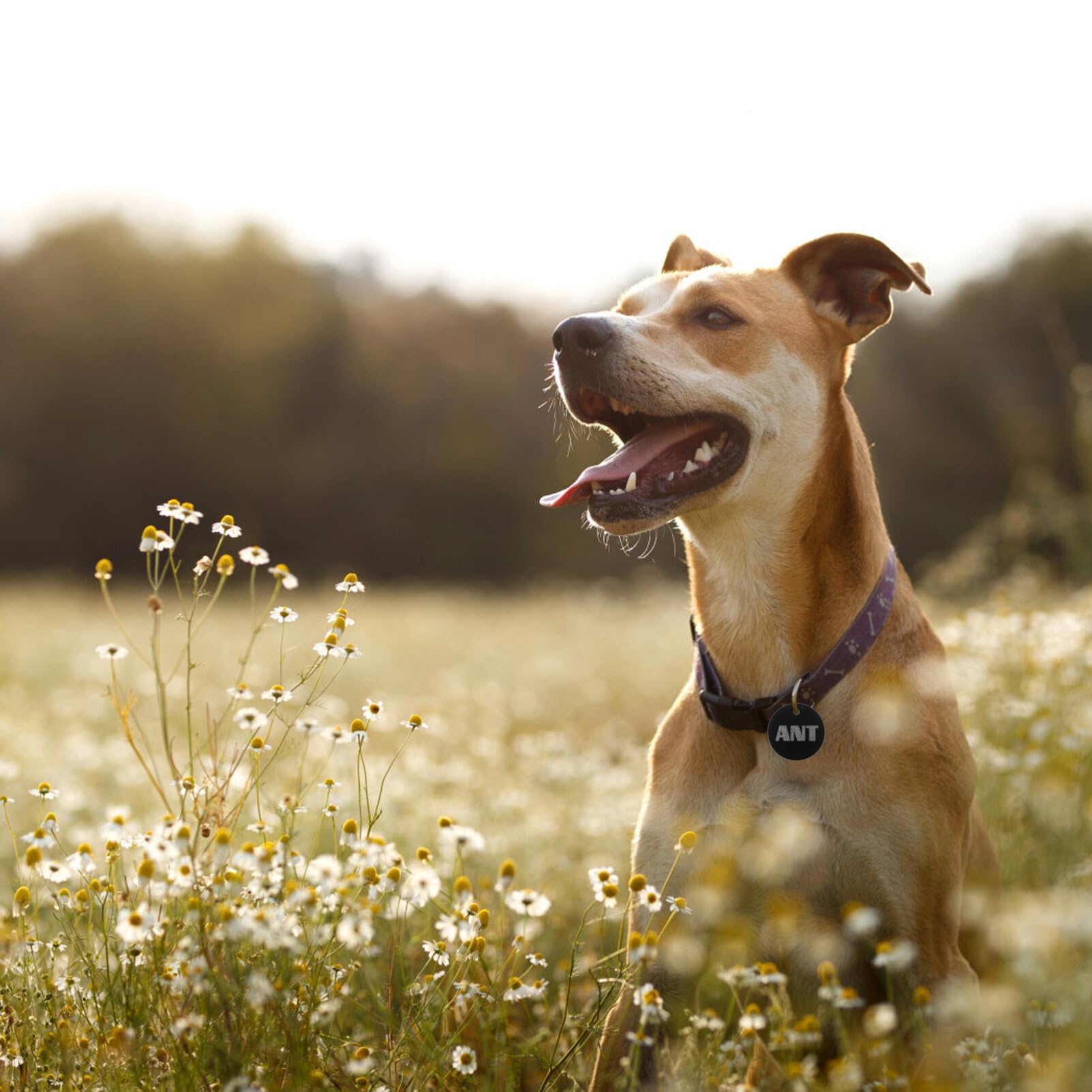 Étiquettes D’identification Chien Rondes en Alliage D’aluminium 25 Pièces