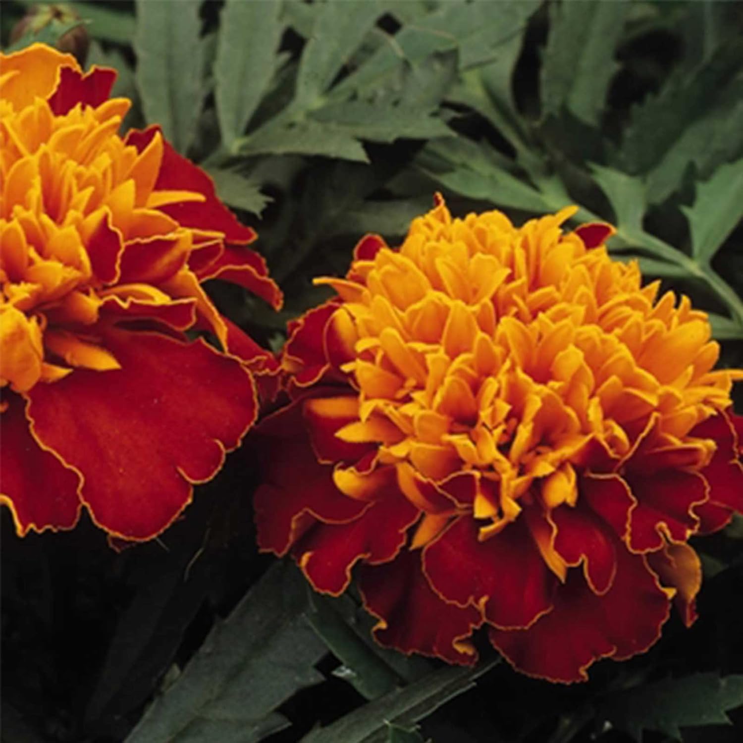 Marigold Seeds - Janie Series - Harmony - 500 Seeds - Tagetes patula - Non-GMO, Open Pollinated - Flower Gardening