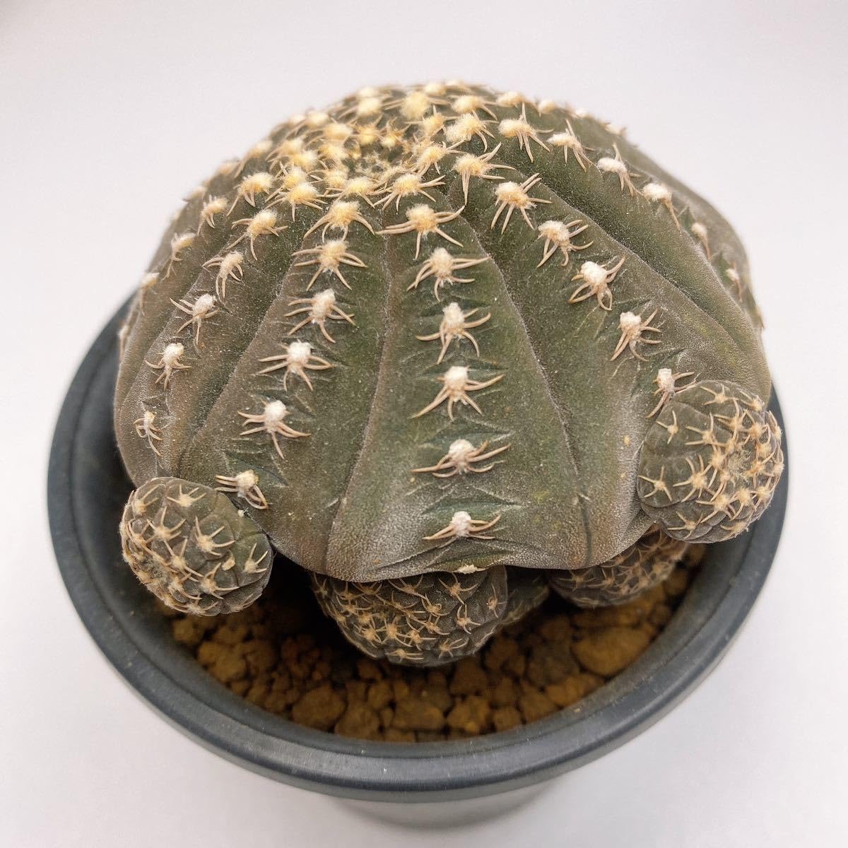 多肉植物　ギムノカリキウム　ラゴネシー　発根済み Amazon.co.jp: 子株沢山！多肉植物 サボテン ギムノカリキウムラゴ