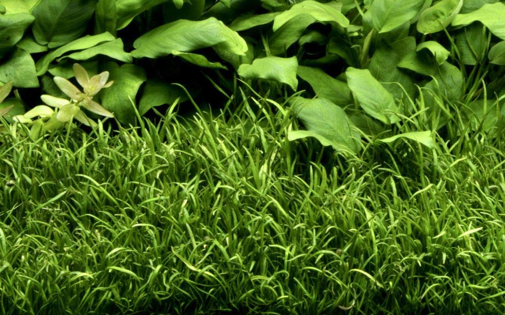 Tropica Zestaw dla początkujących z 6 prostą doniczką, rośliny akwariowe, zestaw nr 28, rośliny wodne, akwarium, rośliny akwariowe