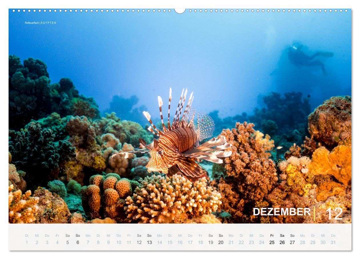 Einfach Tauchen - Wunderbare Tauchplätze und Korallenriffe (Wandkalender 2026 DIN A2 quer), CALVENDO Monatskalender: Farbenfrohe Unterwasserfotos der beliebtesten Reisezielen für Taucher.