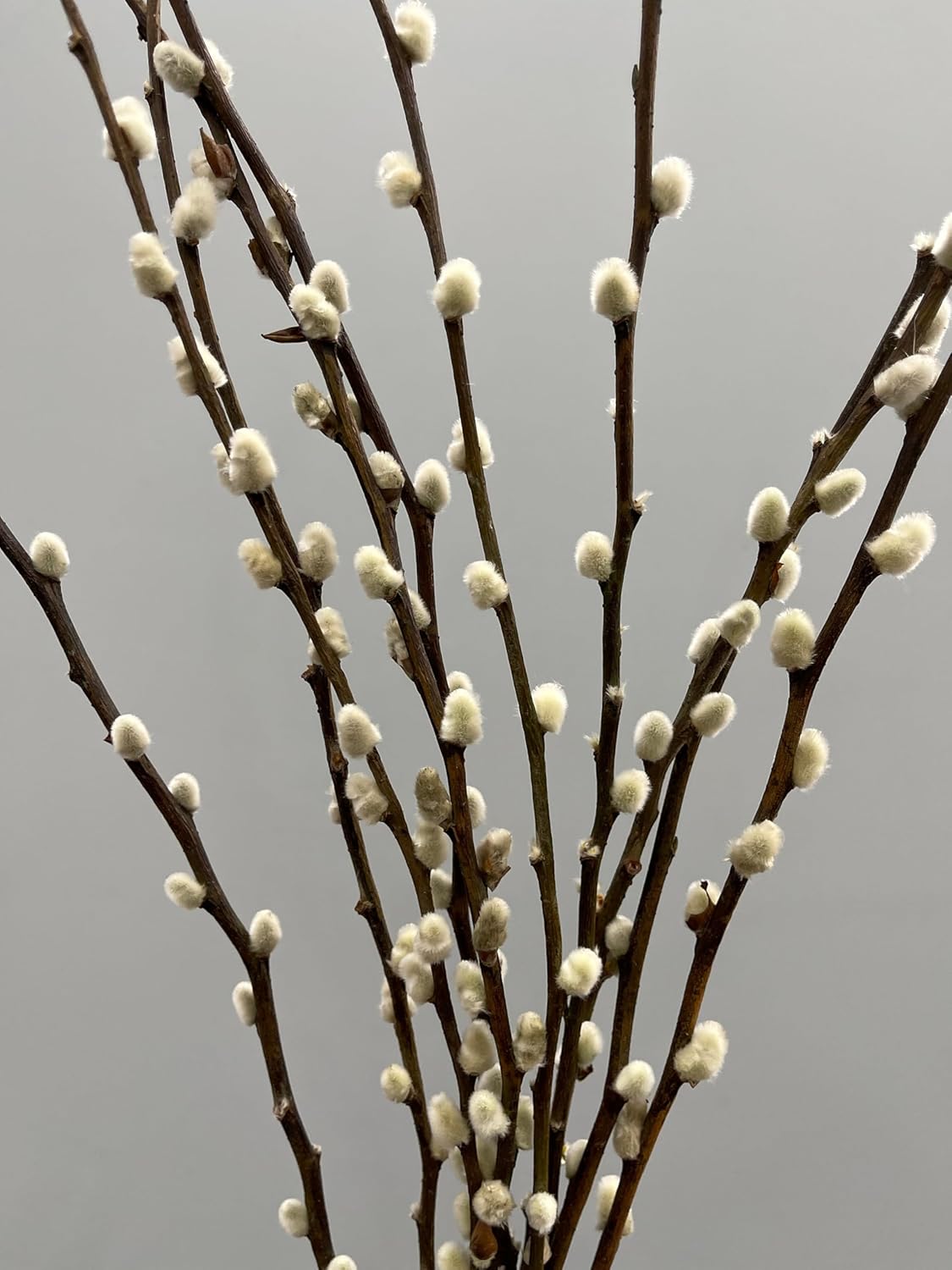20 Stems Natural Preserved Pussy Willow Branches ,Real Willow, Dried Flowers, (2FT)