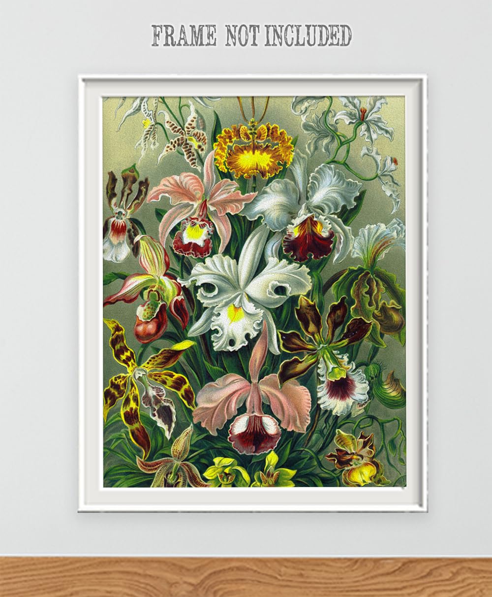 Amazon.com: Orchid Botanical Illustration, Ernst Haeckel - 16x20
