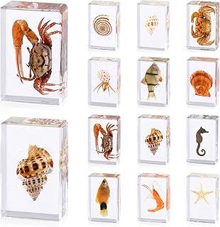12 Pcs Ocean Animal Insect in Resin Specimen Bugs Collection Paperweightsï¼Œ12 Styles Real Bug Specimen Bug Kit Preserved in Resin for Scientific Educational Display Supplies (Ocean)