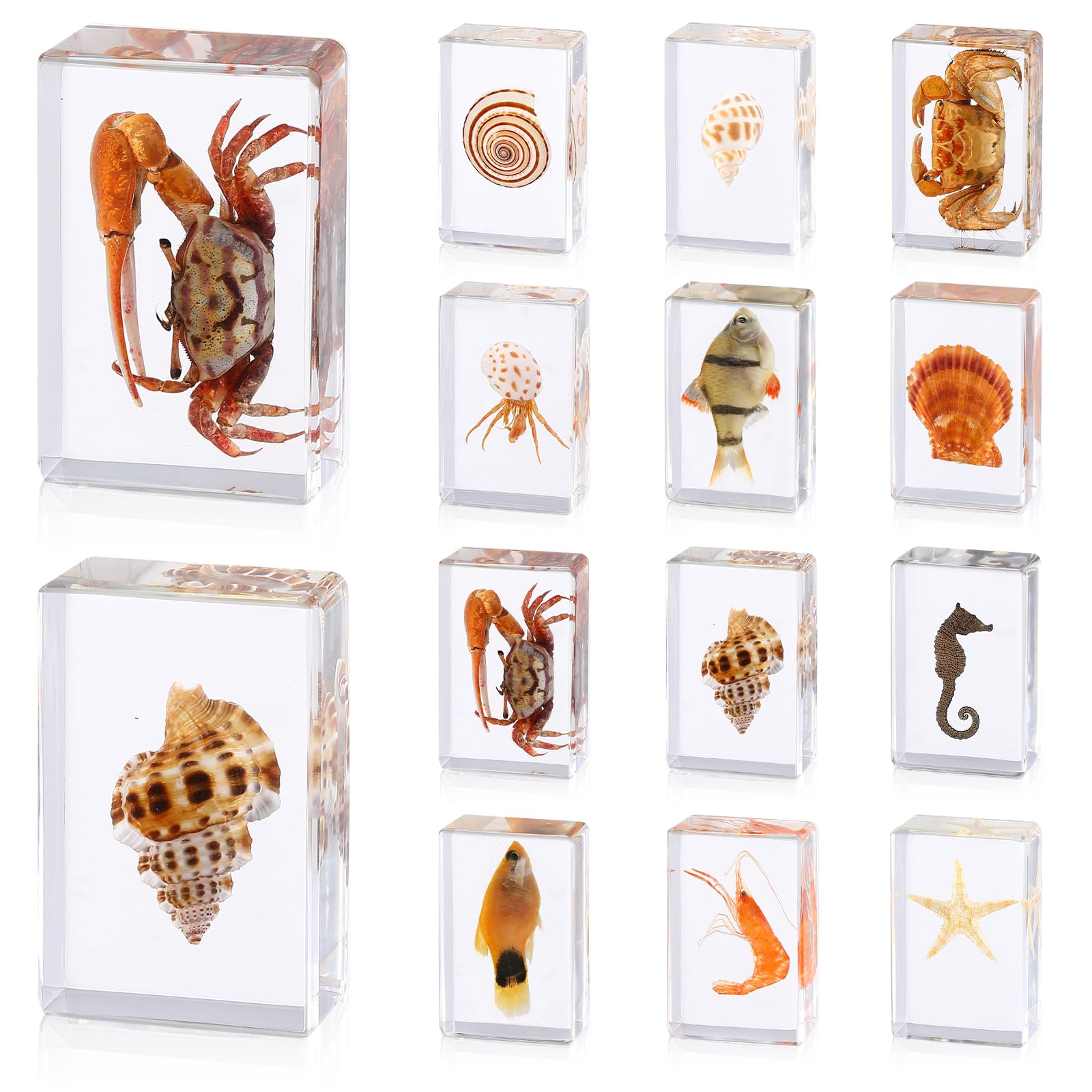 12 Pcs Ocean Animal Insect in Resin Specimen Bugs Collection Paperweights，12 Styles Real Bug Specimen Bug Kit Preserved in Resin for Scientific Educational Display Supplies (Ocean)