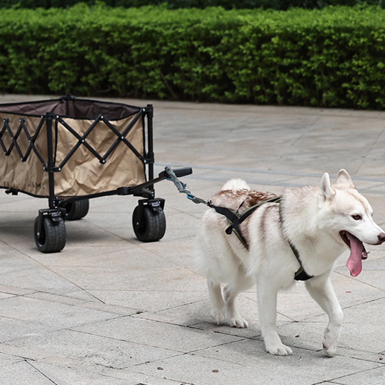 Harnais de contrôle pour chien Media avec alimentation d'entraînement à traction et se détache rapidement