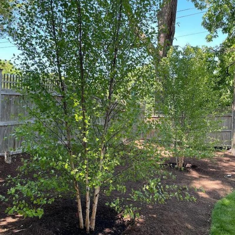 Large River Birch Tree Live Plant, Live River Birch Tree 12 to 16 Inches Tall Potted, Outdoor Tree Live, Tree Live Plant Outdoor