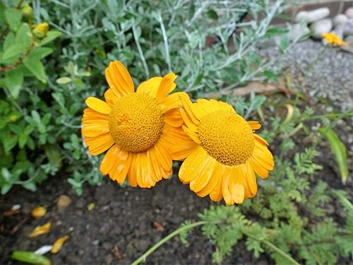 Miniatura 2 de 250 Semillas Manzanilla Hierba Flor Naranja Margarita Margarita Anthemis Sancti-Johannis #SDF01