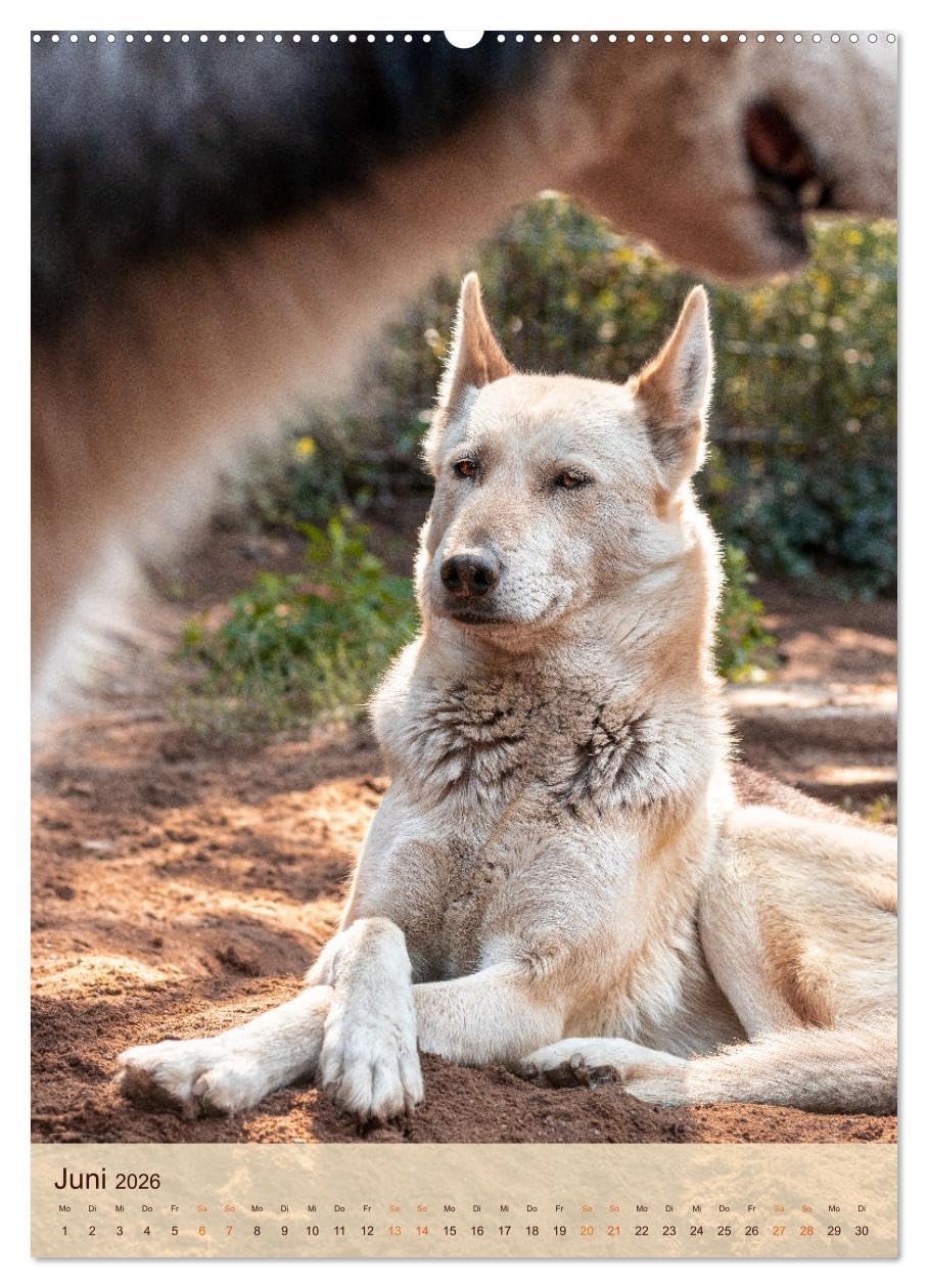 Im Husky-Rudel (Wandkalender 2026 DIN A2 hoch), CALVENDO Monatskalender: Eine charakteristische Bilderserie, die das friedvolle und spielerische ... von Huskies dokumentiert. (CALVENDO Tiere)