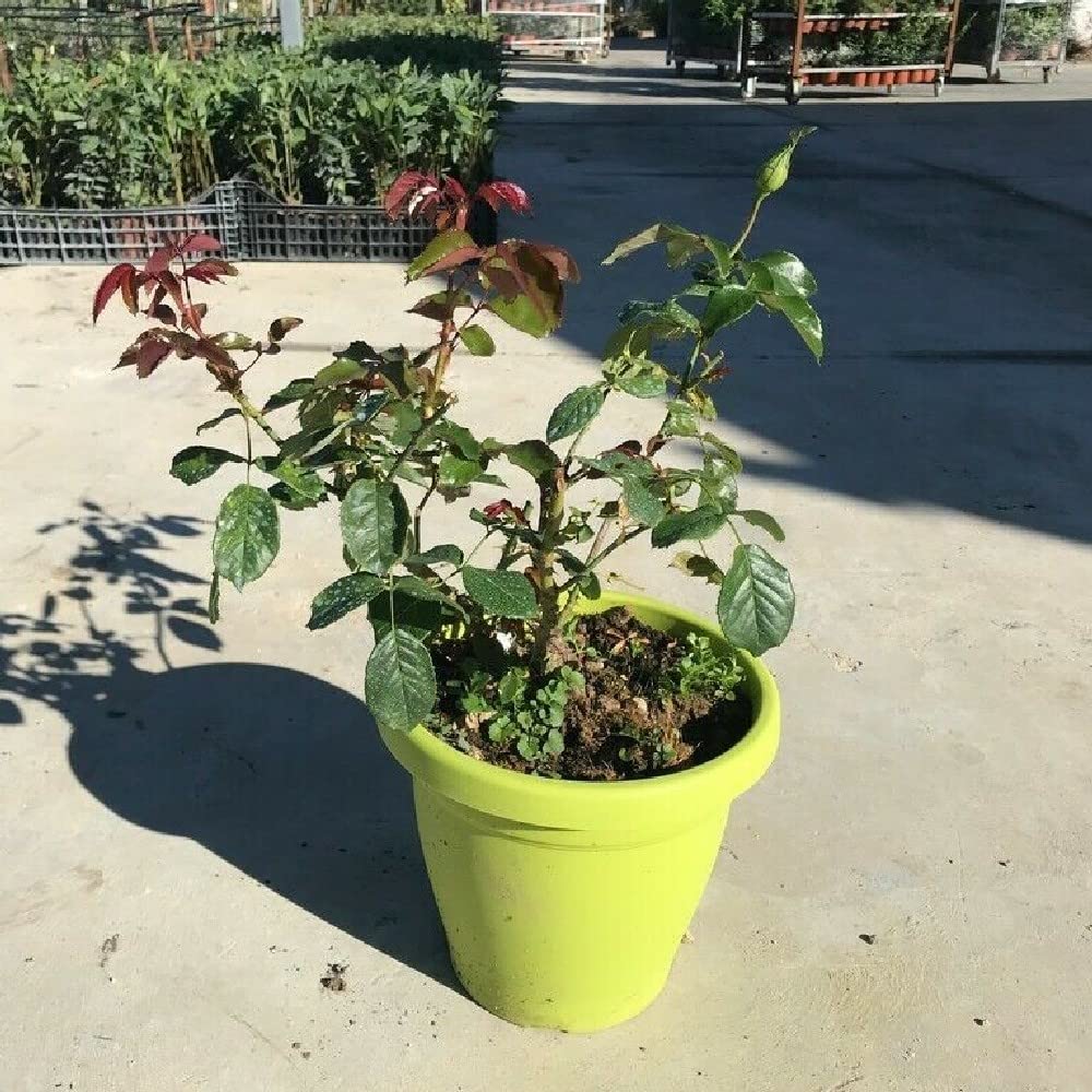 AMDGarden Rosa Brevettata Laetitia Casta® Meilland Bicolore Profumata Pianta in Vaso 19 cm Rosa e Bianco
