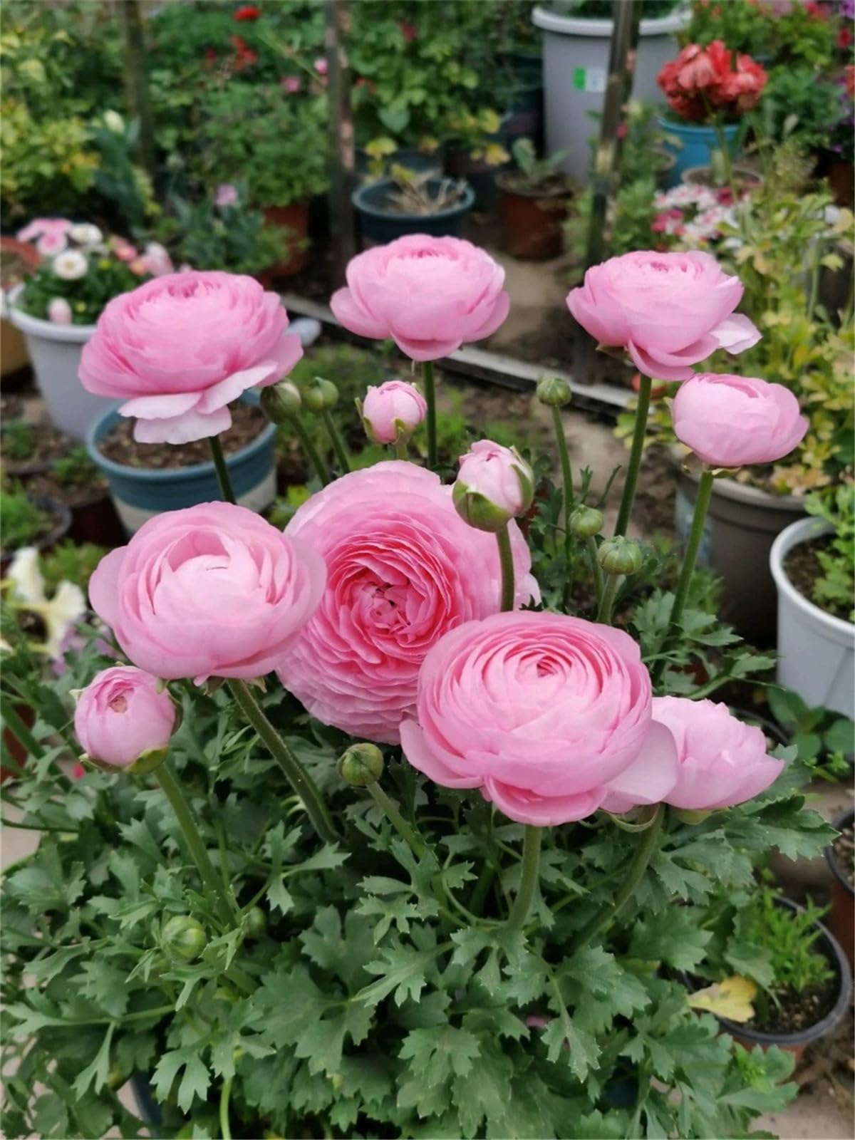 Ranunkeln zwiebeln winterhart,Ranunkel knollen,Ranunkelnpflanze,Seltene  Pflanze, winterharte Staude, bunte Blumen im Garten,Pflanzen fr den  Garten-10zwiebeln-H : Amazon.de: Garten