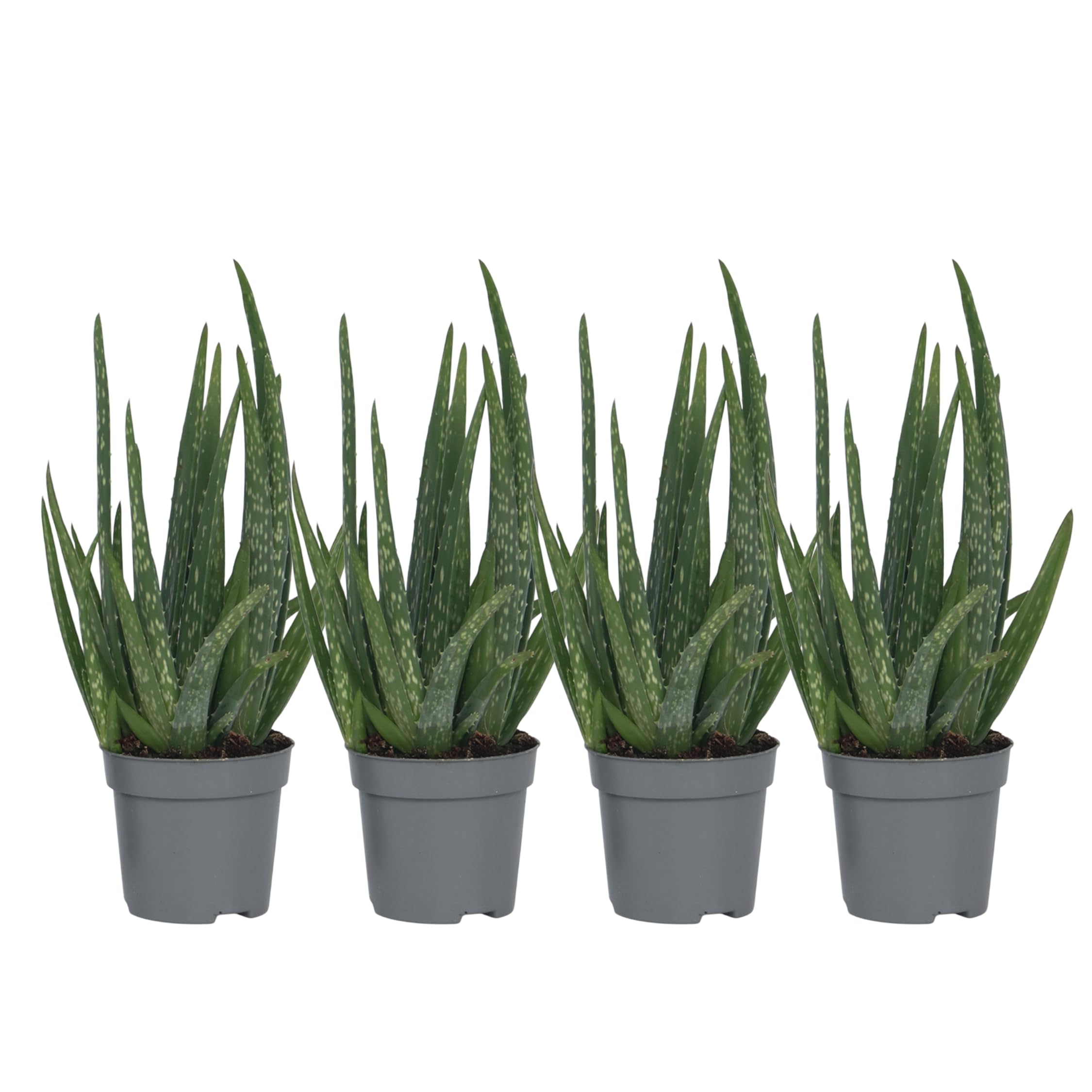 Plant in a Box - Aloe Vera - Set de 4 - Plante d'intérieur - Succulents - Pot 10,5cm - Hauteur 25-40cm