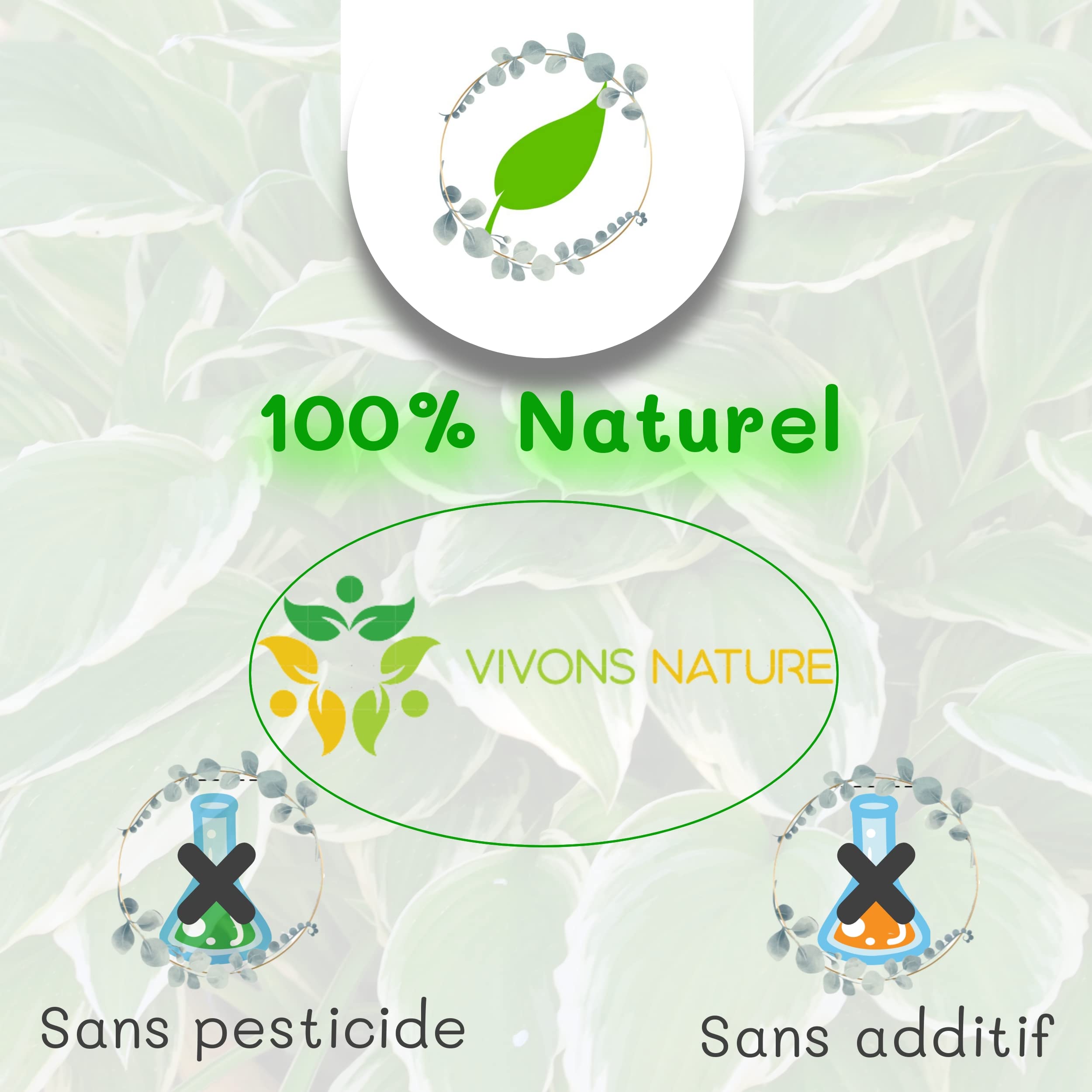 Feuilles de laurier FRAICHES entières, cueillies à la main à la commande