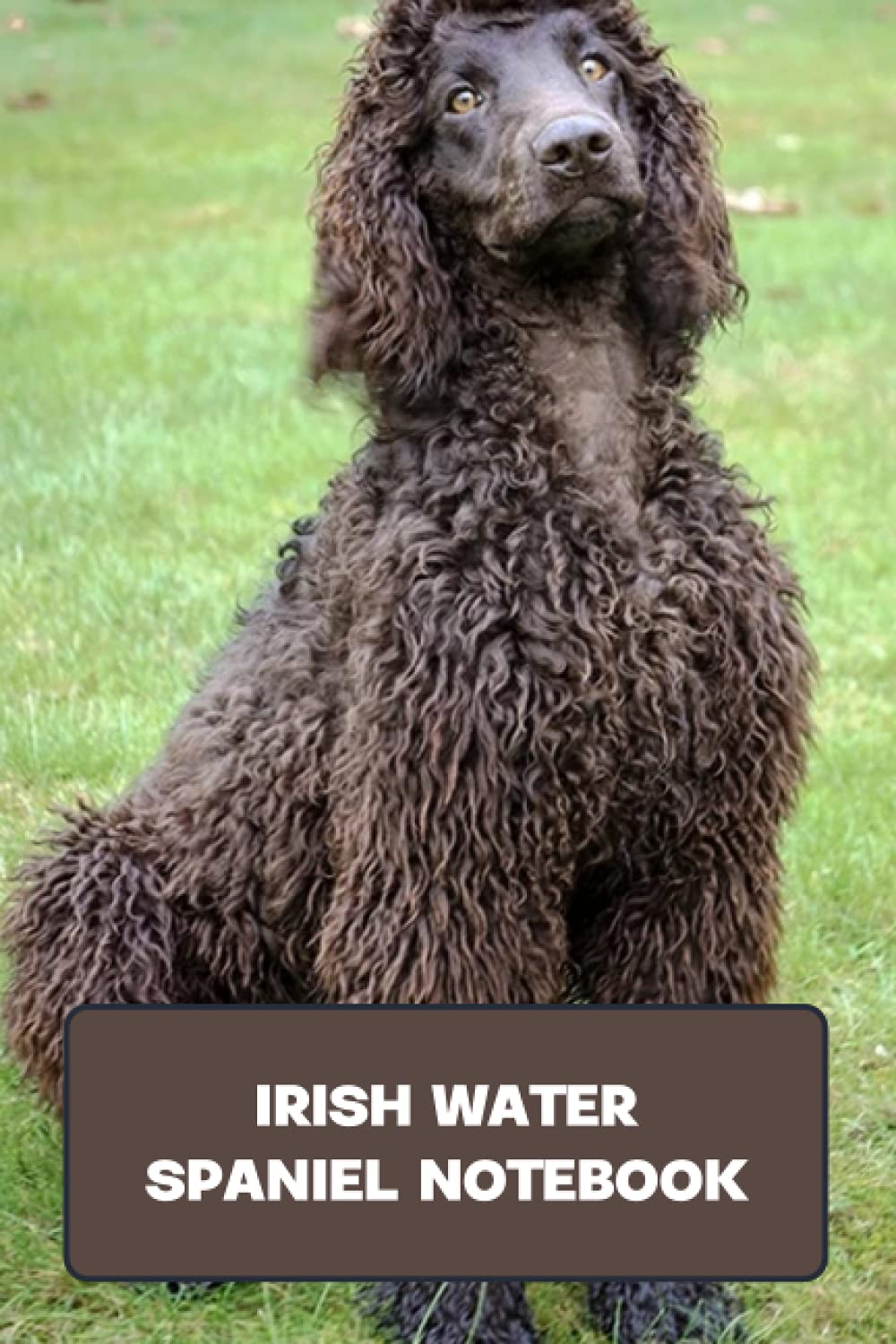 Irish Water Spaniel Notebook: Notebook|Journal| Diary/ Lined - Size 6x9 Inches 100 Pages